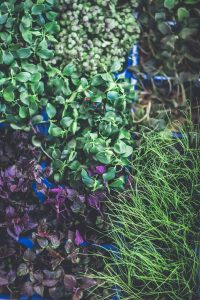 speciality cress for chefs